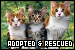 Adopted & Rescued Cats