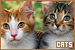 Cats & Kittens
